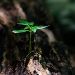 selective focus photo of green plant seedling on tree trunk