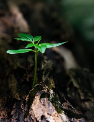 selective focus photo of green plant seedling on tree trunk