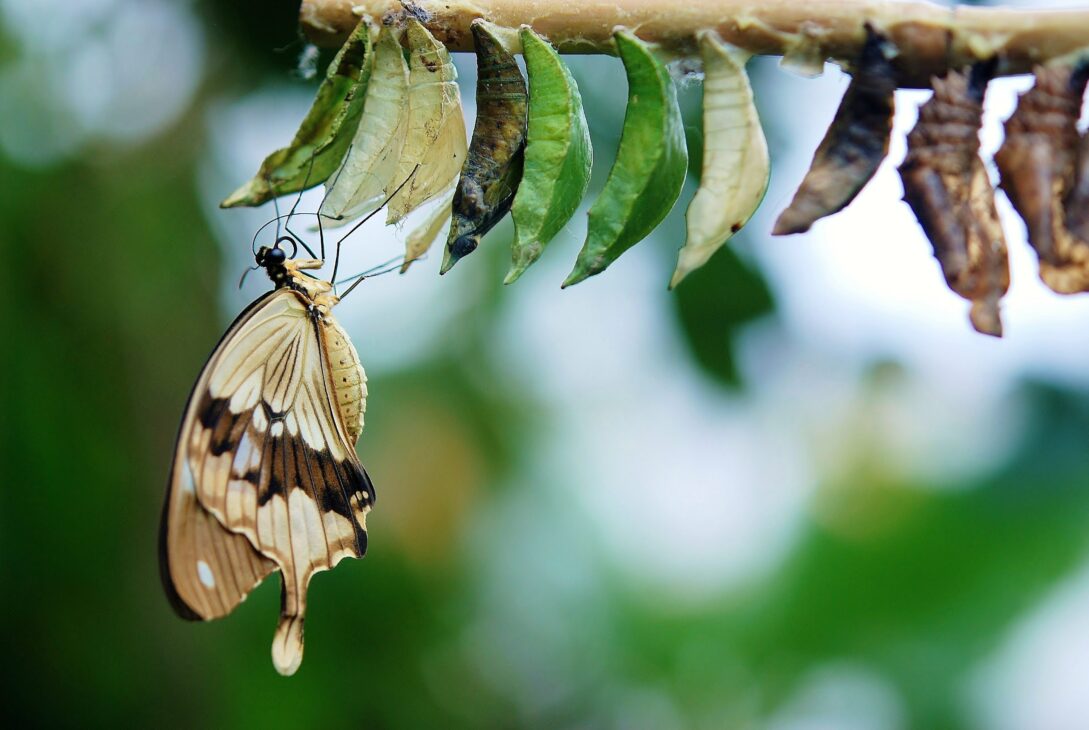 La foi. la transformation de la vie est possible par la confiance en Christ.Lacroixmavie.com-Edendimension