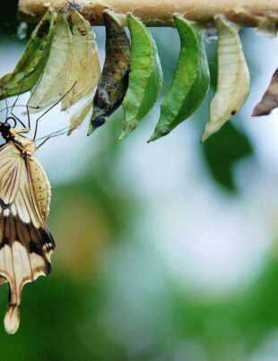 La foi. la transformation de la vie est possible par la confiance en Christ.Lacroixmavie.com-Edendimension