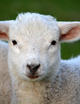 white coated lamb