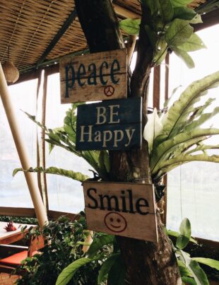 three wooden signage in a tree close up photography