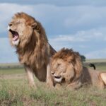 shallow focus photo of two brown lions