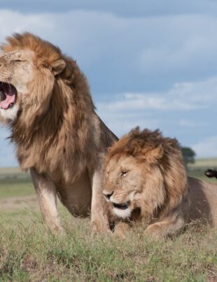 shallow focus photo of two brown lions