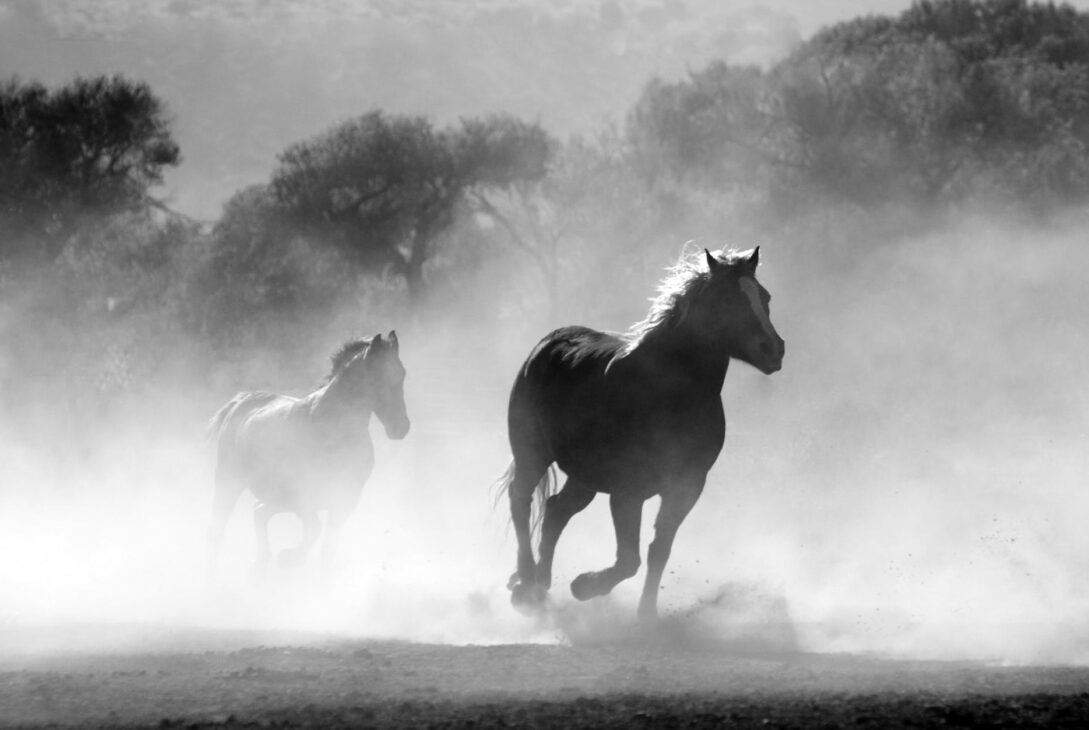 La dispensation de la grâce. Le cheval sert a tranisiter d'un point a l'autre.LACROIXMAVIE.COM