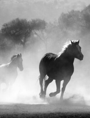 La dispensation de la grâce. Le cheval sert a tranisiter d'un point a l'autre.LACROIXMAVIE.COM