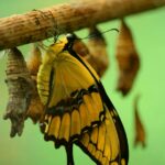 yellow and black butterfly