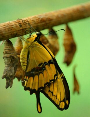 yellow and black butterfly