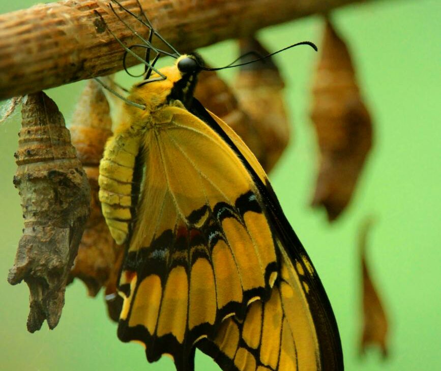 yellow and black butterfly