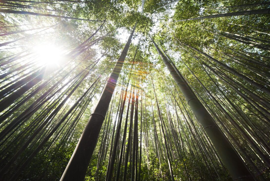 sunlight over brown bamboo trees