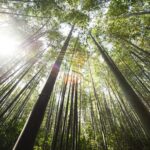 sunlight over brown bamboo trees