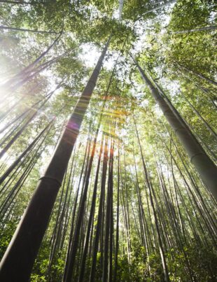 sunlight over brown bamboo trees