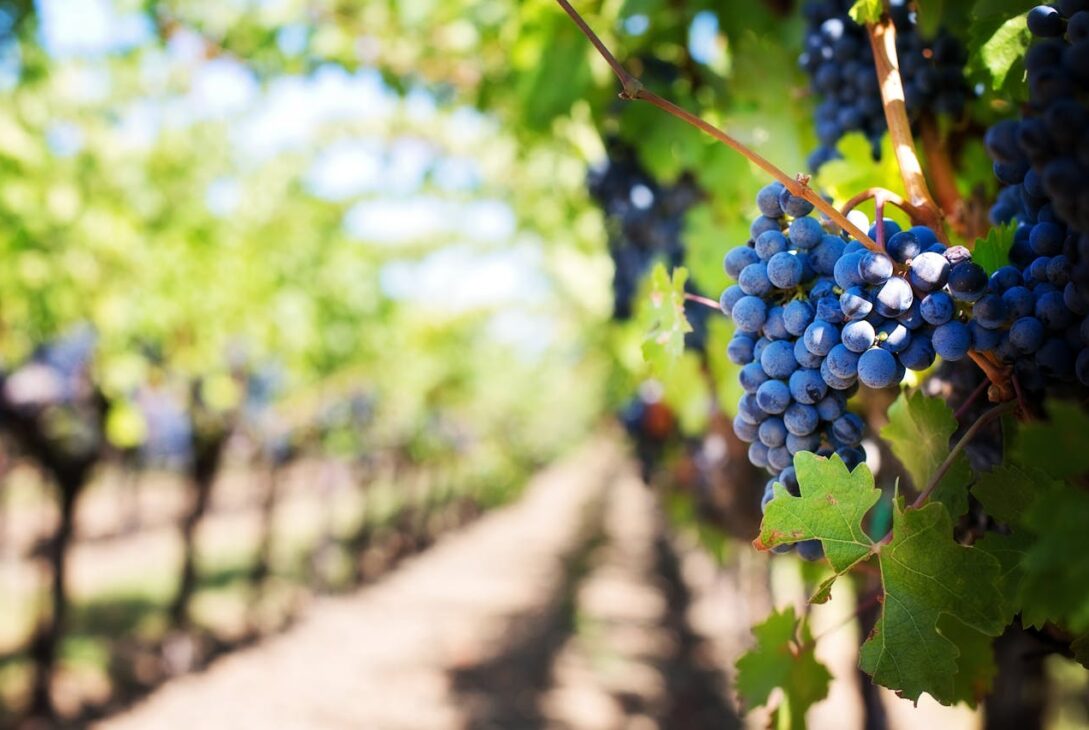 La parabole des vignerons meurtriers