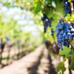 La parabole des vignerons meurtriers