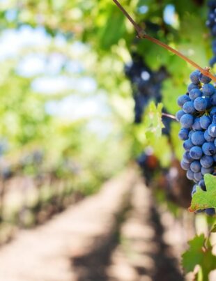 La parabole des vignerons meurtriers