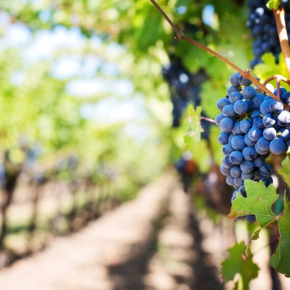 La parabole des vignerons meurtriers